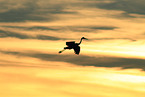 sandhill crane