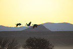 sandhill cranes