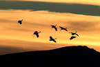 sandhill cranes