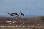 sandhill cranes