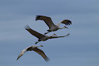 sandhill cranes