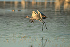 sandhill crane