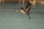 sandhill crane