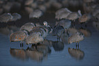 sandhill cranes