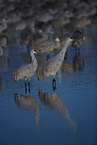 sandhill cranes