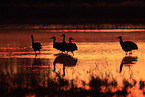 sandhill cranes