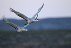 sandhill cranes