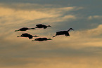 sandhill cranes