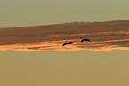 sandhill cranes