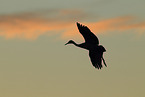 sandhill crane