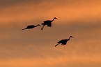sandhill cranes
