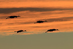 sandhill cranes