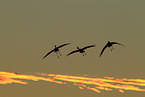 sandhill cranes