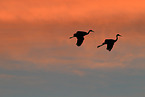 sandhill cranes