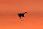 sandhill crane