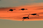 sandhill cranes