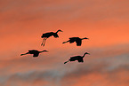 sandhill cranes
