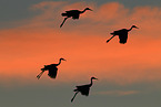 sandhill cranes