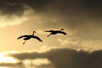sandhill cranes