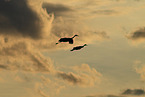 sandhill cranes