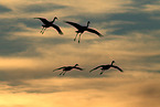 sandhill cranes