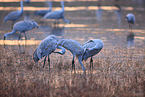 sandhill cranes