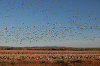 sandhill cranes