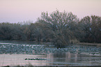 sandhill cranes