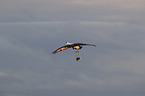sandhill crane