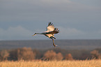 sandhill crane
