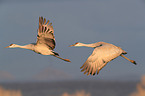 sandhill cranes