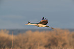 sandhill crane