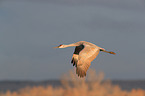 sandhill crane