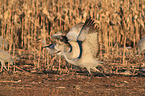 sandhill cranes