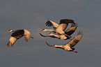sandhill cranes
