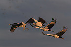sandhill cranes