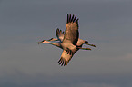 sandhill cranes