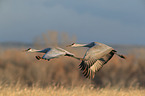 sandhill cranes