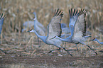 sandhill cranes