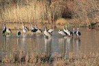 sandhill cranes