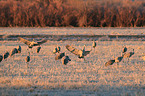 sandhill cranes