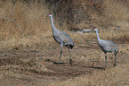 sandhill cranes