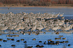 sandhill cranes