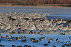 sandhill cranes