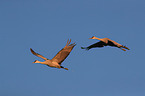 sandhill cranes