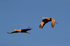 sandhill cranes