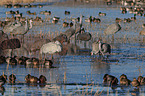 sandhill cranes
