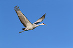 sandhill crane