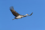 sandhill crane