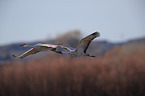 sandhill cranes